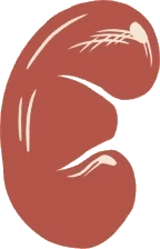 Kidney