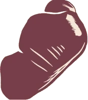 LIVER