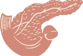 Pancreas