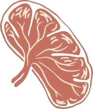Spleen